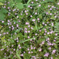 Pink Purslane